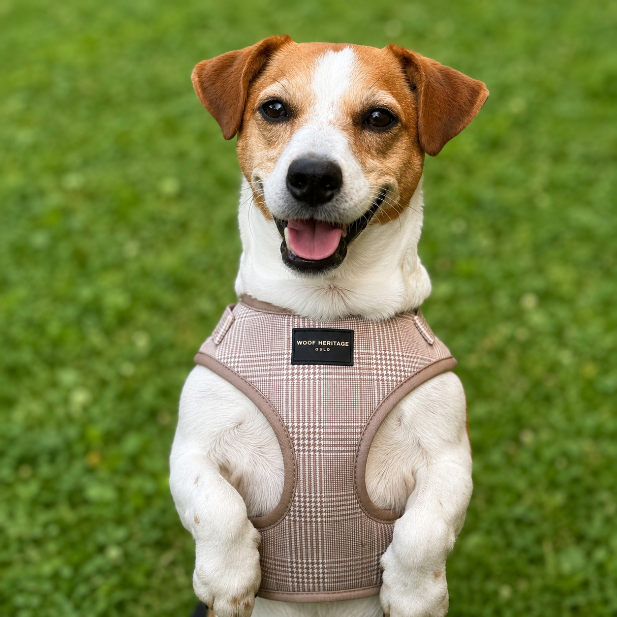 Glen Check hundesele - Sand