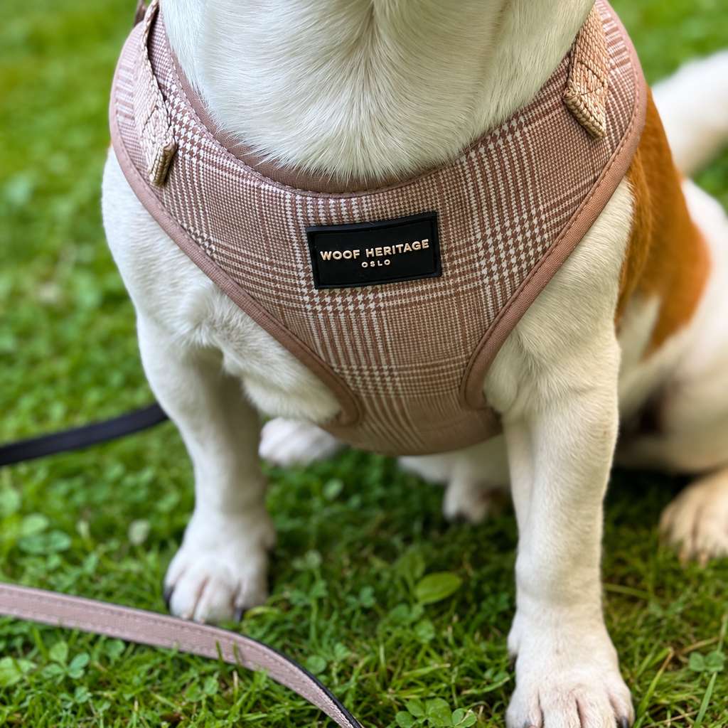 Bundle – Glen Check Sand | Halsbånd + Hundesele + Bånd