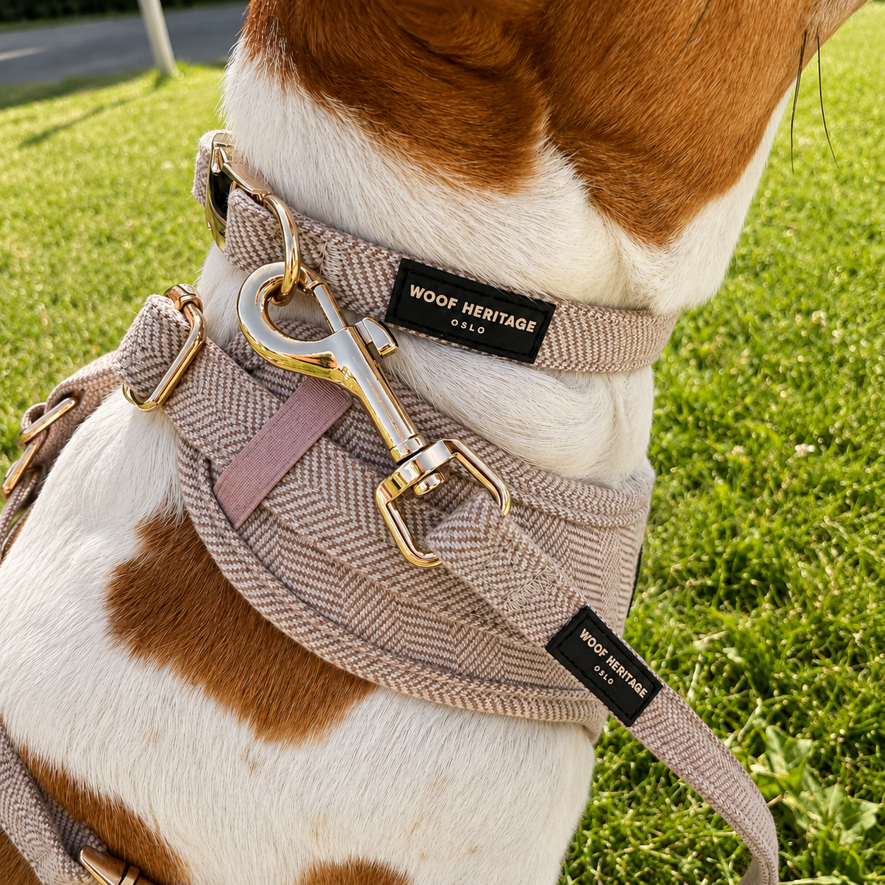 Bundle – Twill Sand | Halsbånd + Hundesele + Bånd