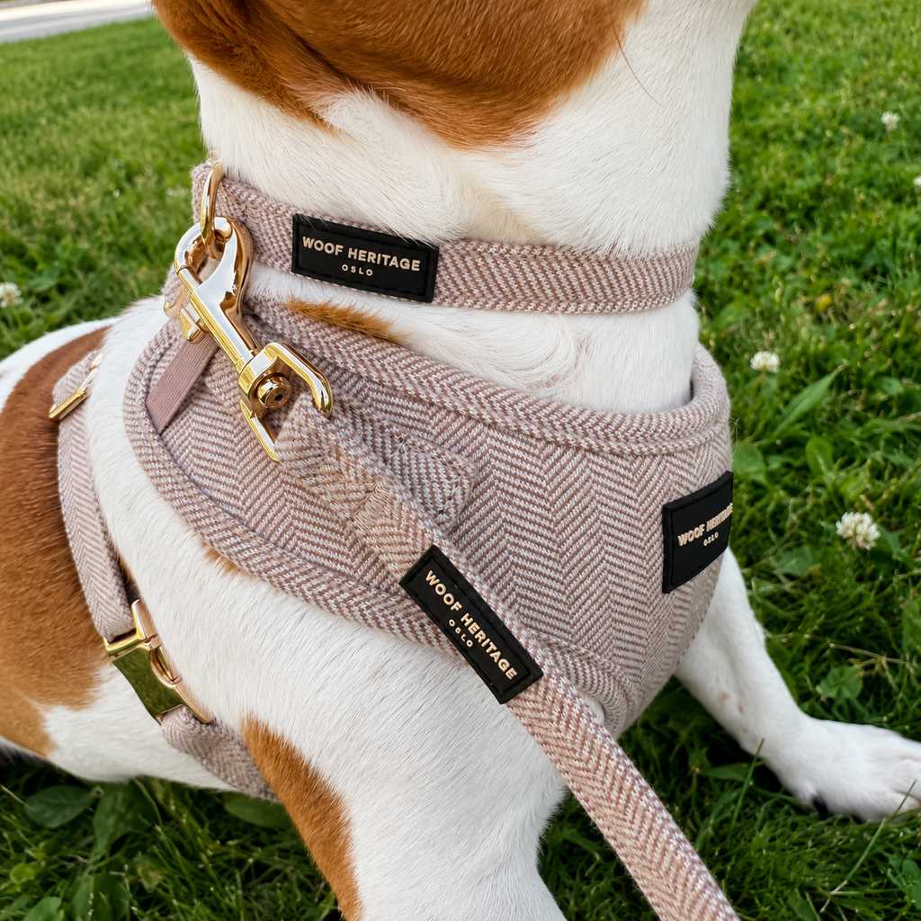 Bundle – Twill Sand | Halsbånd + Hundesele + Bånd
